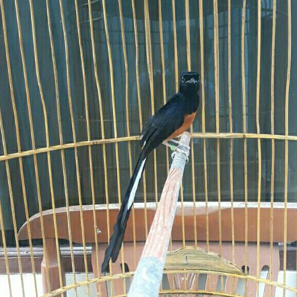 Murai batu Pastol atau Gacoran / Buat Gantangan