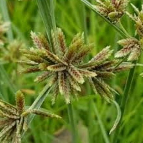 

Baru rumput teki segar per 250grm bisa di tanam untuk herbal COD