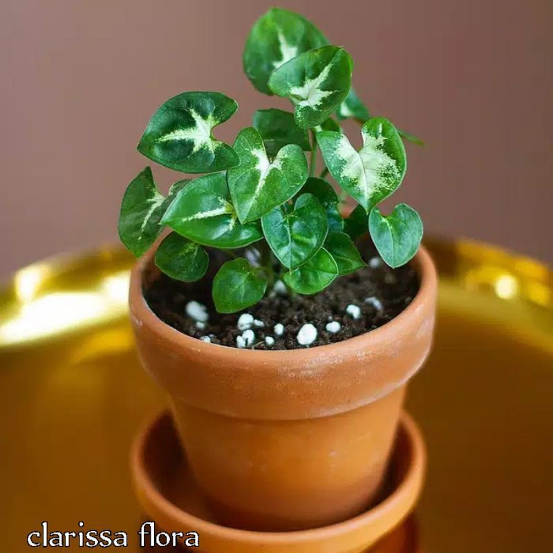 ( TERMURAH) Tanaman Hias Syngoniun Mini - Bunga Hidup - Tanaman Hias Hidup Syngoniun mini