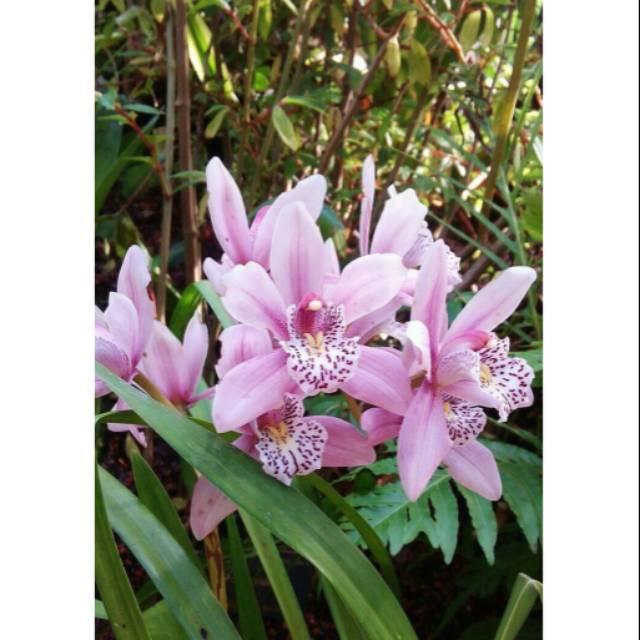 Anggrek cymbidium ( pink totol ) - Tanaman Hias Hidup - Bunga hidup - Bunga hias