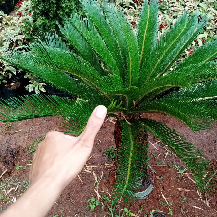 palem sikas penghias taman