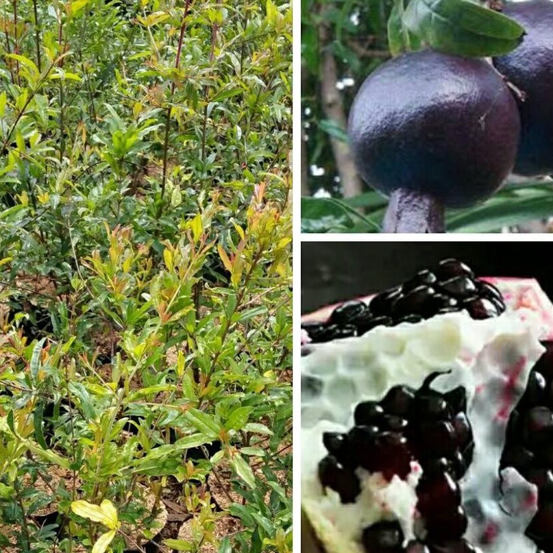 BUAH DELIMA HITAM JUMBO - Bibit Tanaman Buah Delima Hitam Jumbo Siap Berbunga