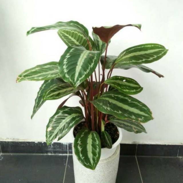 [COD] tanaman hias calathea silver back - calathea silver back - calathea