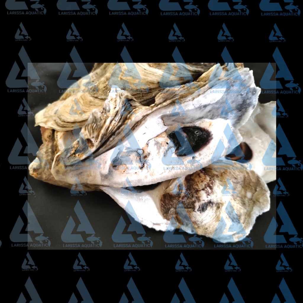 Oyster shell kulit kerang media filter 1kg / Media filter oyster shell / Media filter cangkang keran