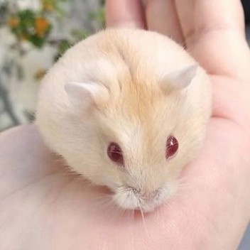 Hamster Winter White Golden Red Eye