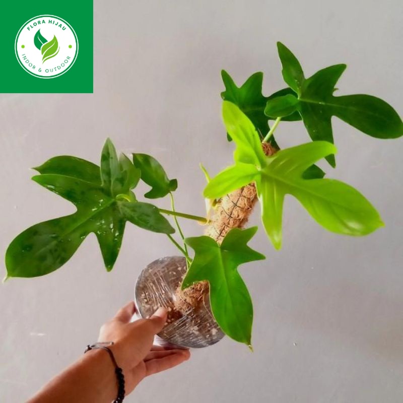 ~ ( BISA COD ) Philodendroon Merpati - Tanaman Hias Philo Merpati / Bunga Hias Philodendron Merpaty 