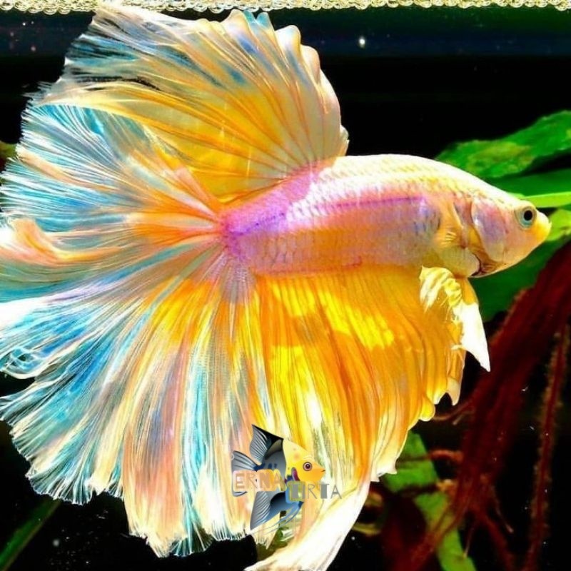 pemanis aquascape size L cupang hias halfmoon big ear kuping lebar rosetail warna warni large beli10