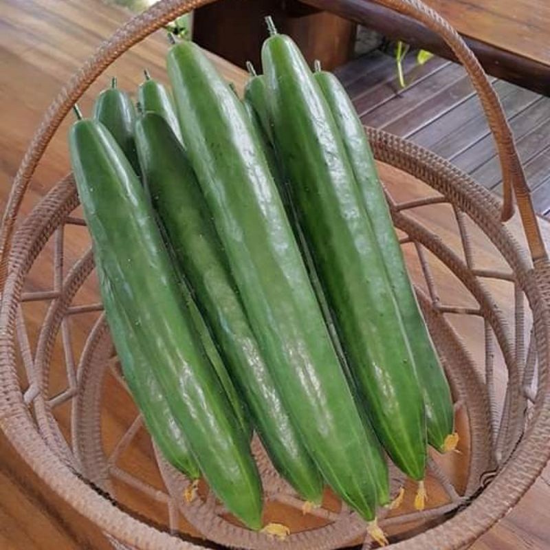 20 Biji  Benih Bibit Timun Jepang EXPO F1  benih sayuran