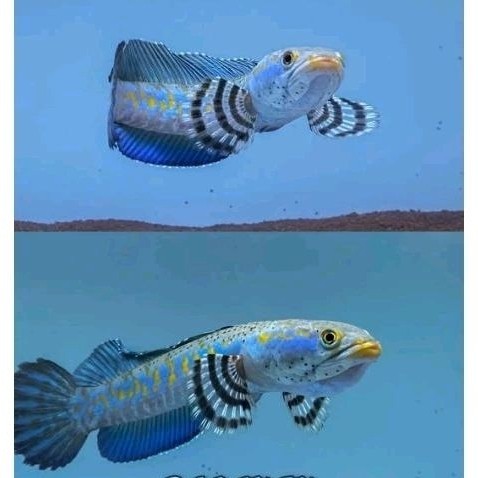 BP BLUE PULCHRA PULCRA FIGTHER 7-12CM GRADE A++ (BONUS PELET + STIKER) ROYOM