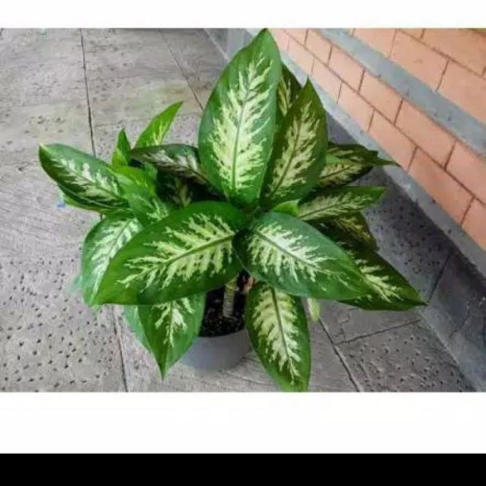 Tanaman Aglonema / Beras Kutah / Sri Rejeki Murah