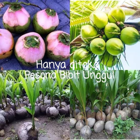 Bibit Kelapa Wulung, Kelapa Hijau Wulung, Kelapa Ijo Wulung Asli 100%