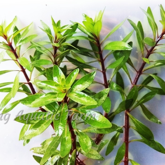 Ludwigia Inclinata Var Cuba