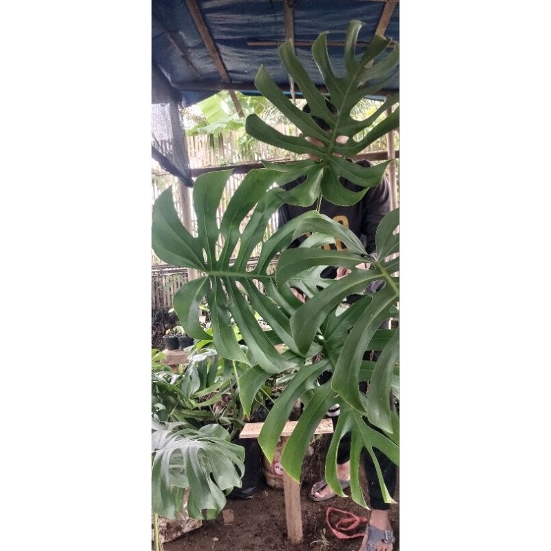Tanaman Hias Monstera Brazilian Form