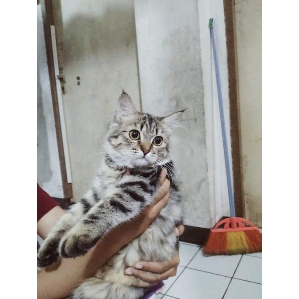 kucing persia mix mainecoon