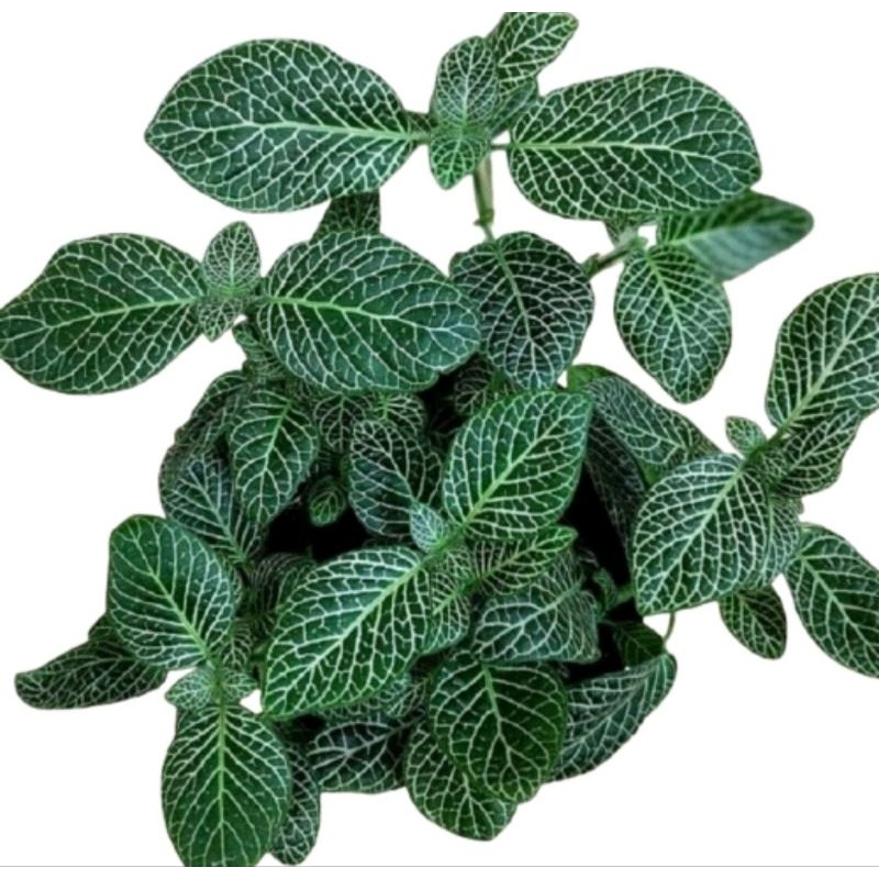 Terlaris tanaman pitonia