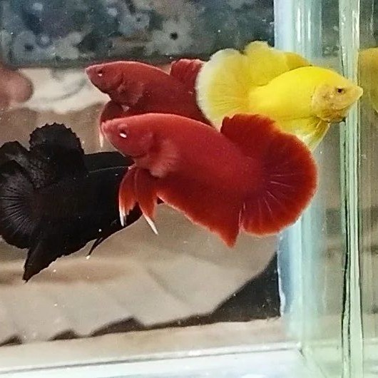 pemanis aquarium hias cupang plakat super red Bagan aduan pksr - blackking