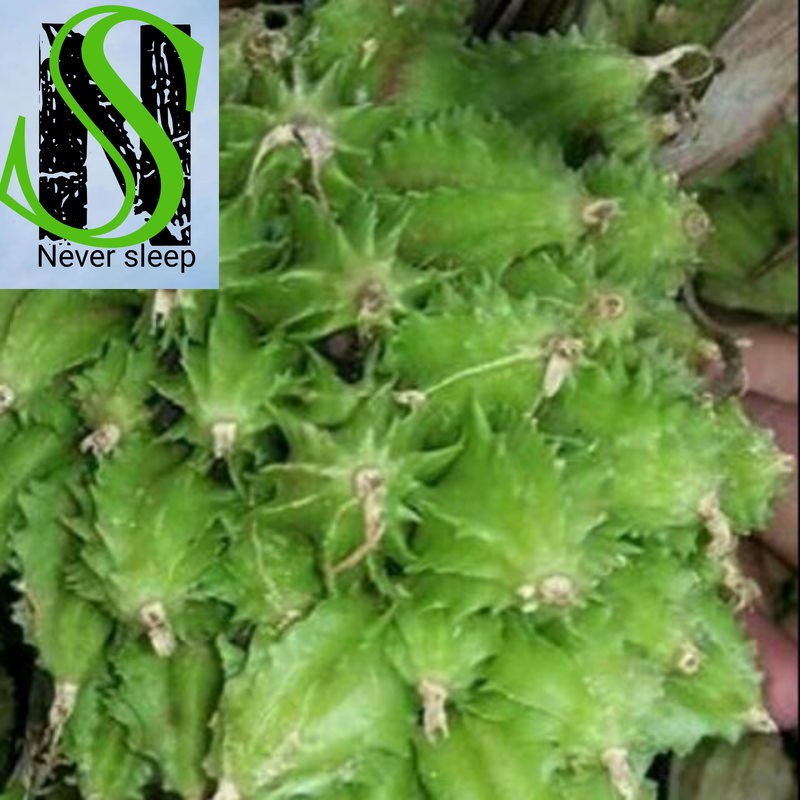 

Buah Hangasa Weras Segar