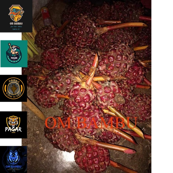 

honje laka/honje kecomrang segar/perkepala