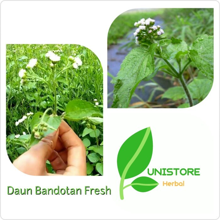 

Daun Babadotan Segar 500 Gram