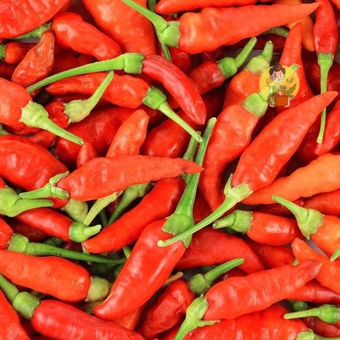 

Cabai Rawit Merah / Cabe Rawit Merah 100gr