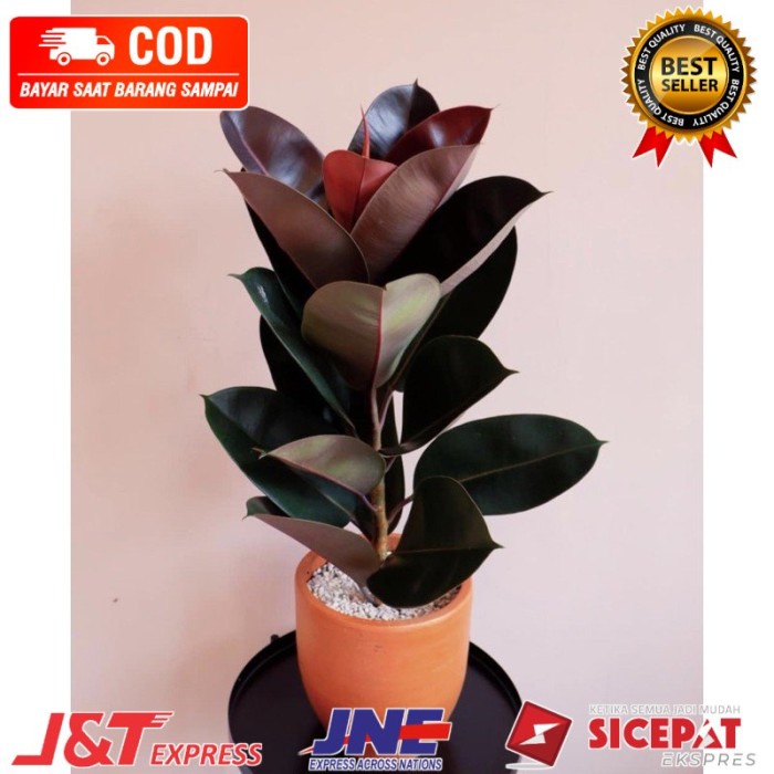 TERBARU BISA COD Tanaman hias RUBBER PLANT indoor karet kebo