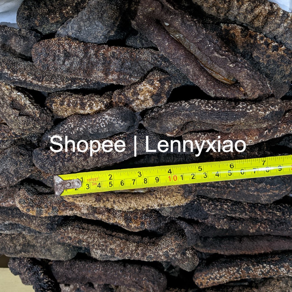

Teripang Bintik Hai Sim Hoi Sem HoiSem Haisim Sea Cucumber Trepang Timun Laut Sea Cucumber Kalimanta