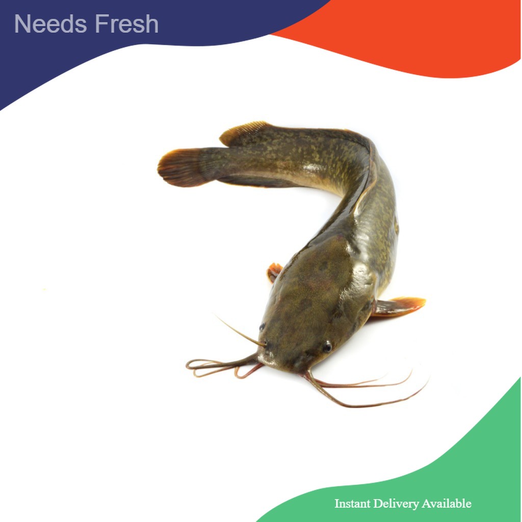 

Ikan Lele konsumsi 500gr