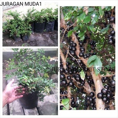 BIBIT TANAMAN BUAH ANGGUR BRAZIL / ANGGUR PRECO/ ANGGUR POHON OKULASI