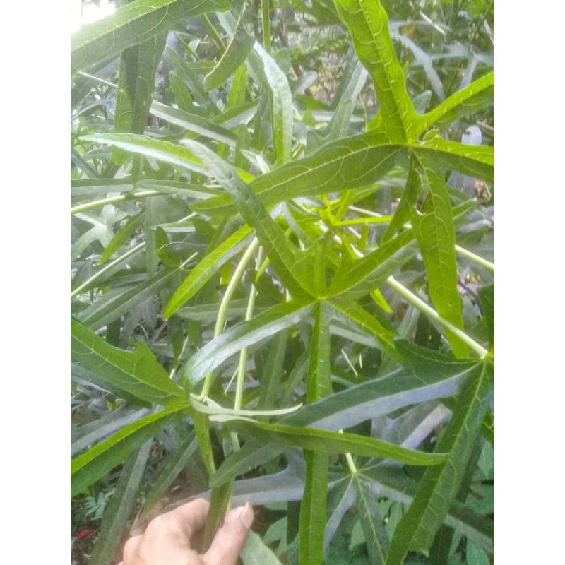 

daun sedi segar baru petik 500gram