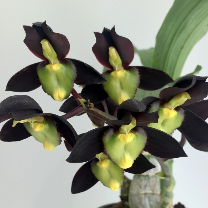 BUMI ORCHIDS Catasetum tenebrosum - FDK Clowesetum Orchids Anggrek