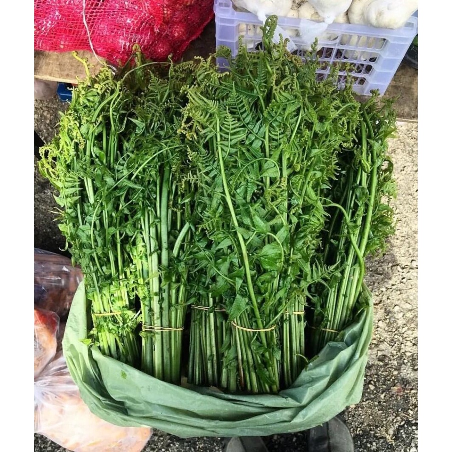 Pakis sayur segar MURAH sayur pakis