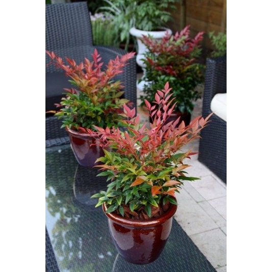 ( BISA COD ) Tanaman Hias Pucuk Merah / Pohon Pucuk Merah Hiasan Taman Bunga Hias Hidup Pucuk Merah