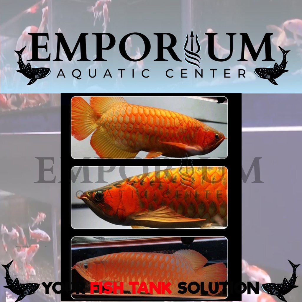 MAYIN TANNING 13000 K - 92CM - LAMPU TANNING T5 CELUP SUBMERSIBLE ILLUMINATE