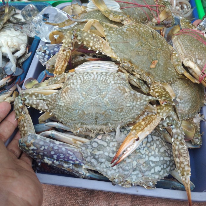 

Kepiting Rajungan Laut Segar