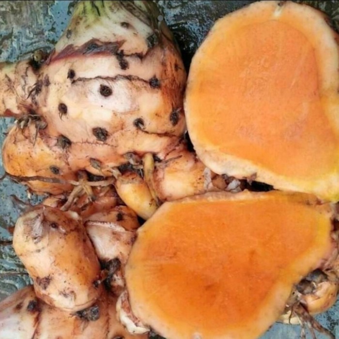 

temu lawak segar / curcuma xanthorrhiza roxb - jumbo, 500 gram