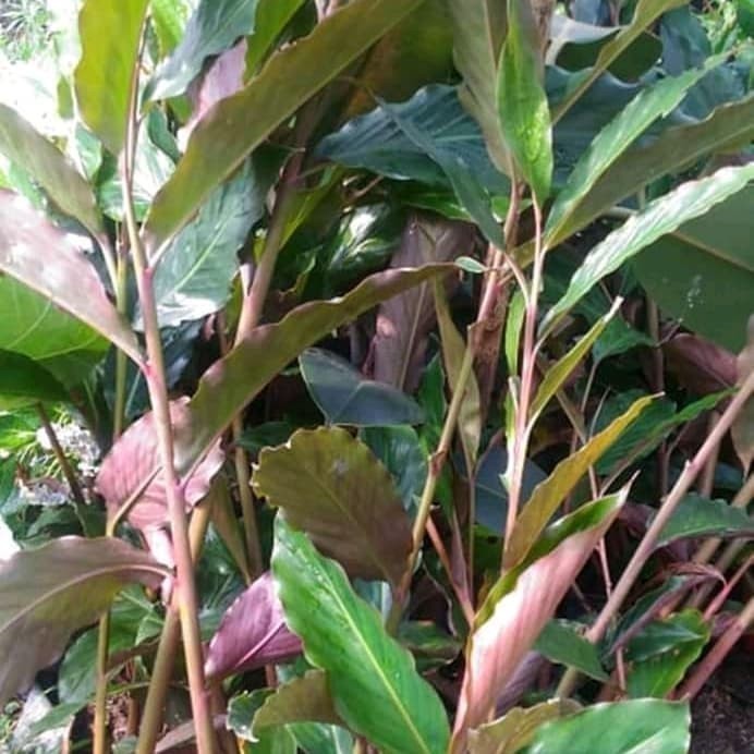 Bibit honje / bibit kecombrang segar⠀⠀⠀⠀⠀⠀⠀⠀