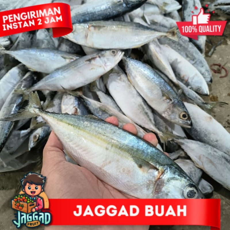 

Ikan Kembung Banjar JAGGA FRUIT