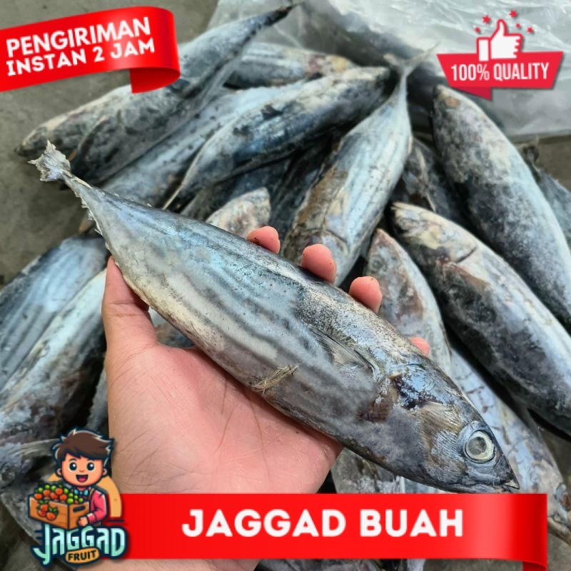 

Ikan Cakalang (5 kg) JAGGA FRUIT