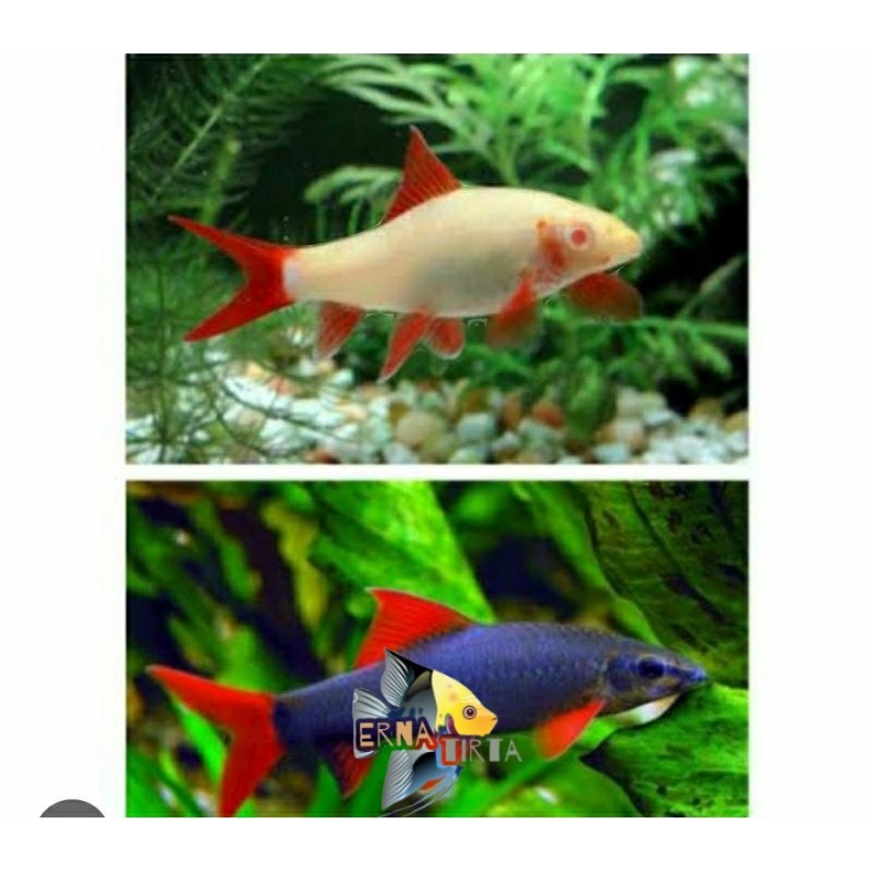Pembersih aquascpe ikan hias redpin red pin albino shark red tail / redfin redfin albino aquascape a