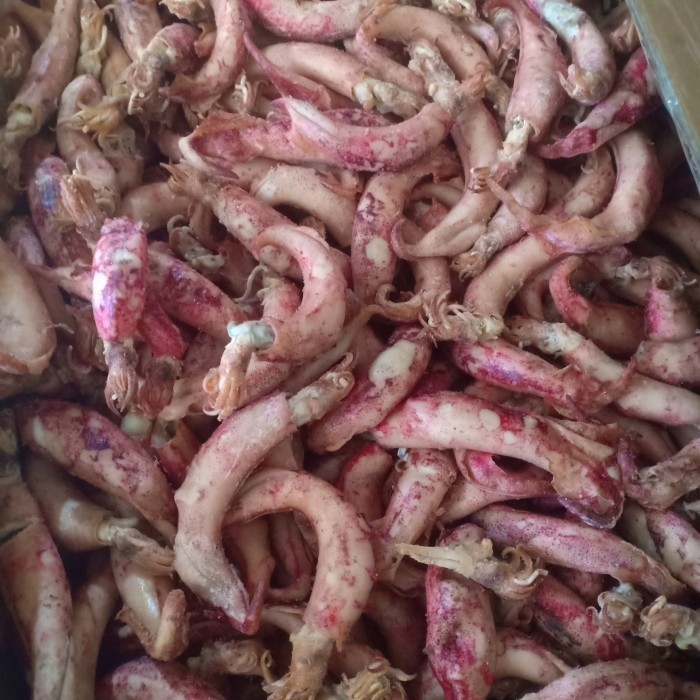 

[NEW] ikan asin cumi telor kering per 500gr