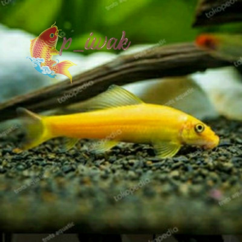 Kebutuhan aquarium ikan cae / ikan alga eater / ikan pemakan alga / ikan hias pembersih aquarium / i