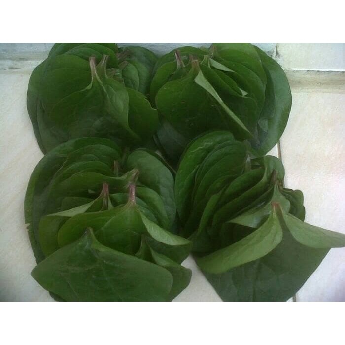 

DAUN BINAHONG SEGAR