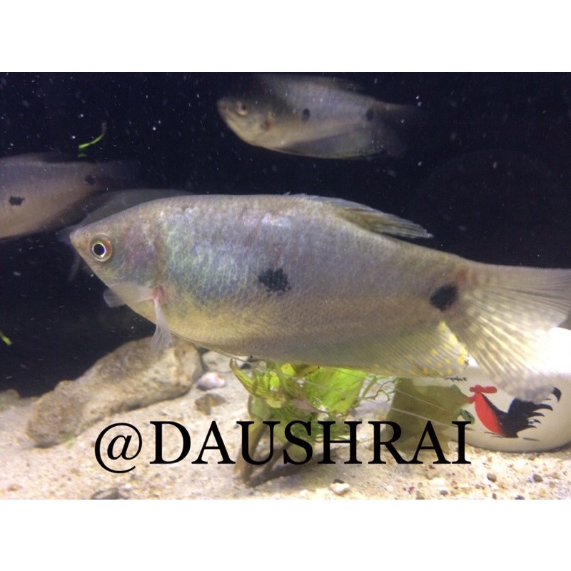 indukan ikan sepat rawa