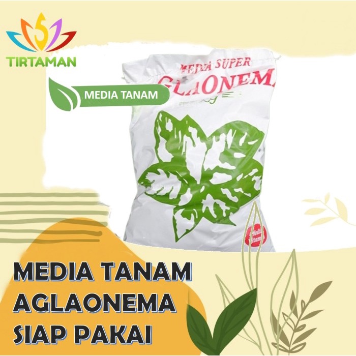 Media Tanam Aglaonema Siap Pakai