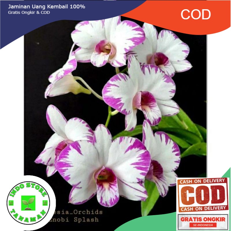 ANGGREK DENDRO ENOBI SPLASH DEWASA (JENIS  TANAMAN MINI) (BISA COD)