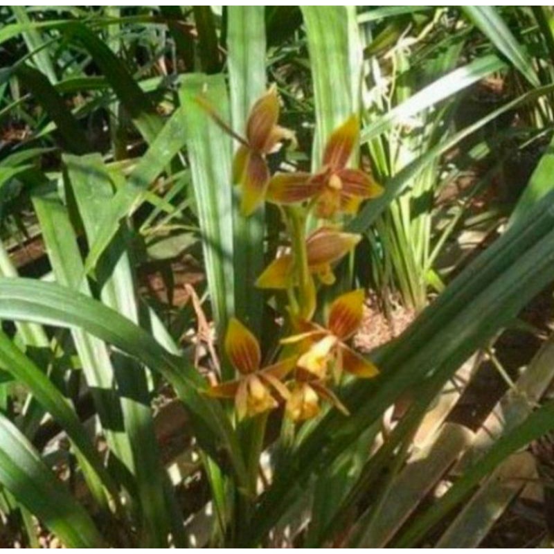 anggrek tanah cymbidium ensifolium / anggrek tanah kuning
