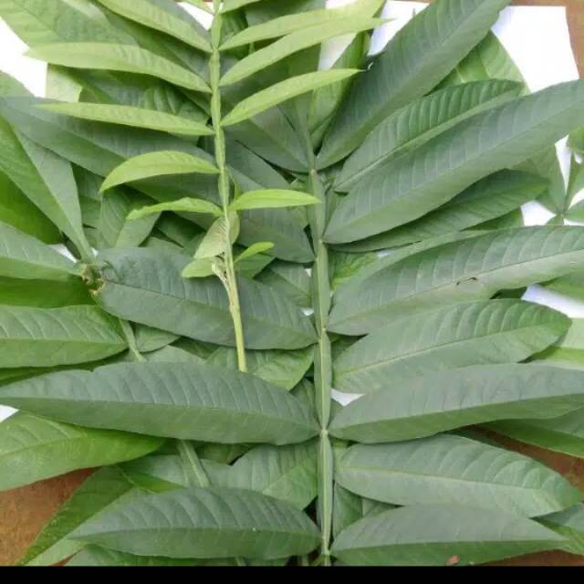 

Daun sungkai segar / Daun sungkai basah 250 gram