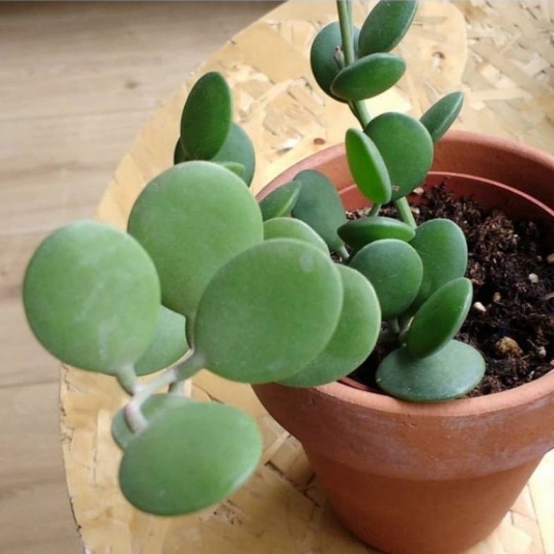 >( BISA COD ) Tanaman Hias Gantung Hoya Coin Peperomia Hoya Koin / Tanaman Hidup Hoya Coin Bunga Hia