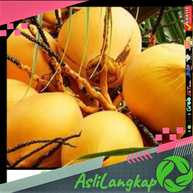 

Buah Kelapa Gading Muda Segar 1 Kg Murah [ UTUH BELUM DI KUPAS ]