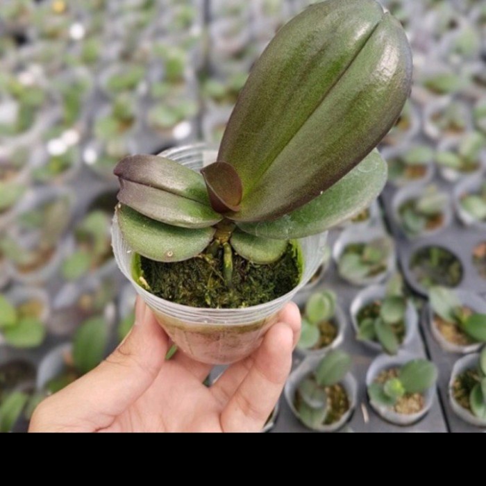 Remaja Anggrek Bulan Taiwan Hybrid Premium